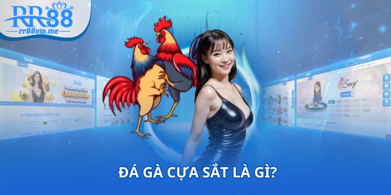 Đá gà cựa sắt là gì?