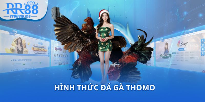 2 hình thức chọi kê tại đấu trường Thomo